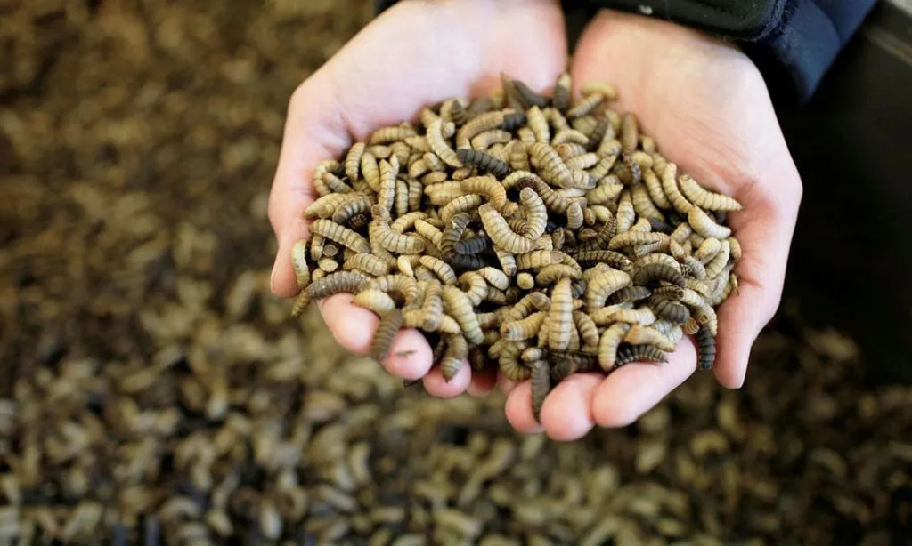 Maggot BSF