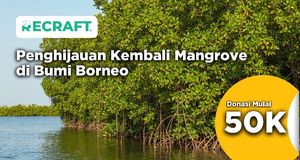 Penghijauan Kembali Mangrove
